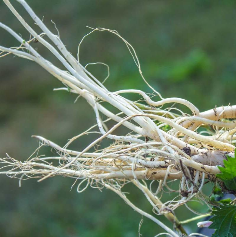 10 Nettle Root for Men's Health