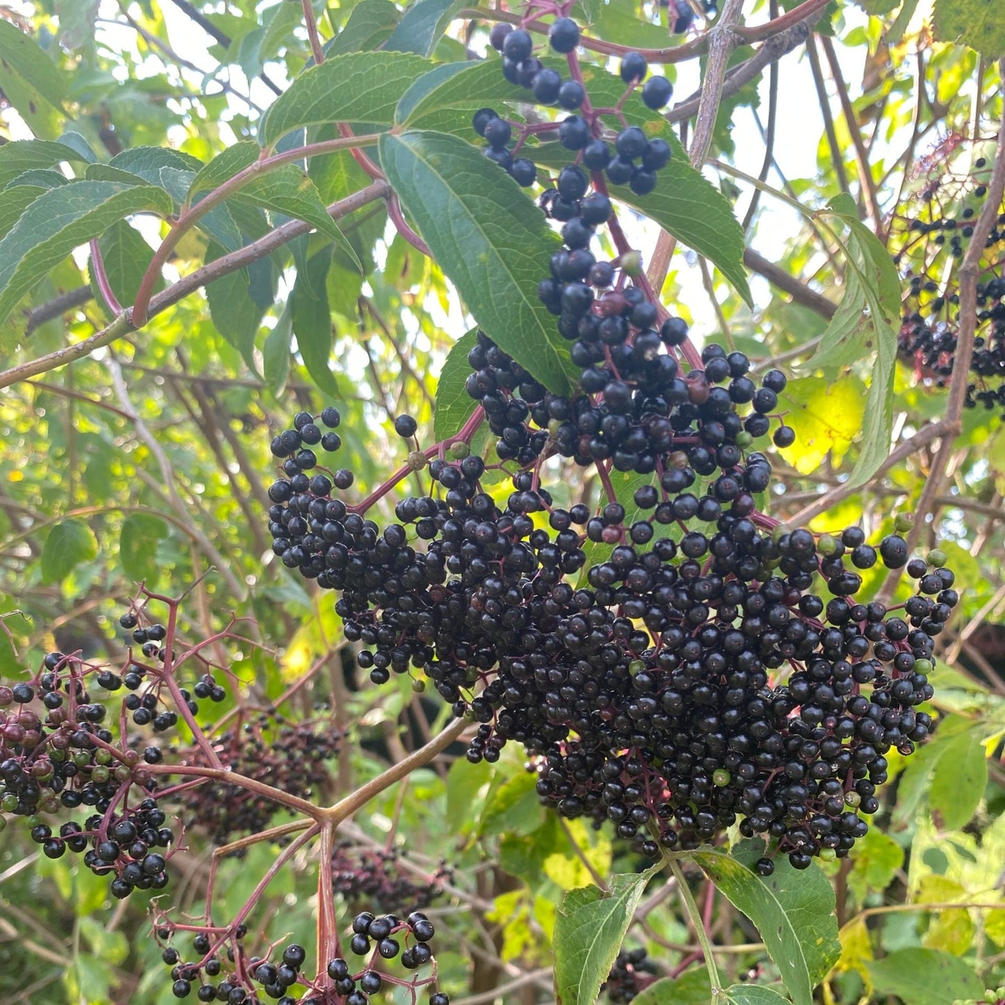 22 Elderberry & Raw Honey Syrup