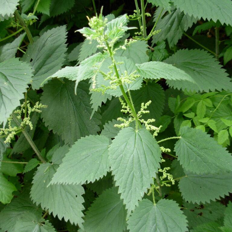 09 Nettle Leaf Tincture