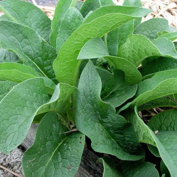 17 Comfrey & Yarrow Healing Salve